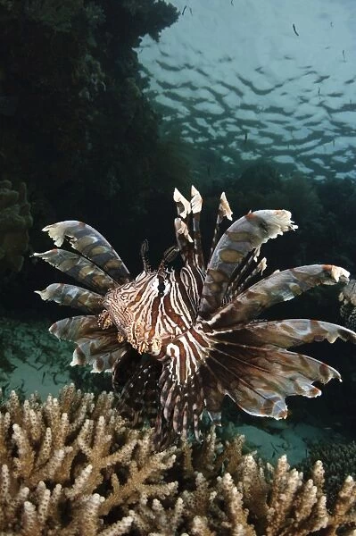 Lionfish, Indonesia