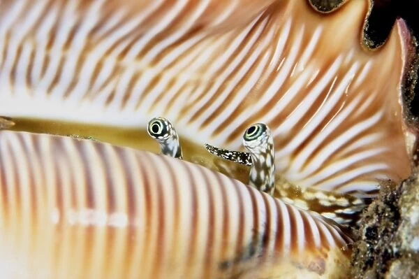 A live conch shellfish looks out of its shell, Papua New Guinea
