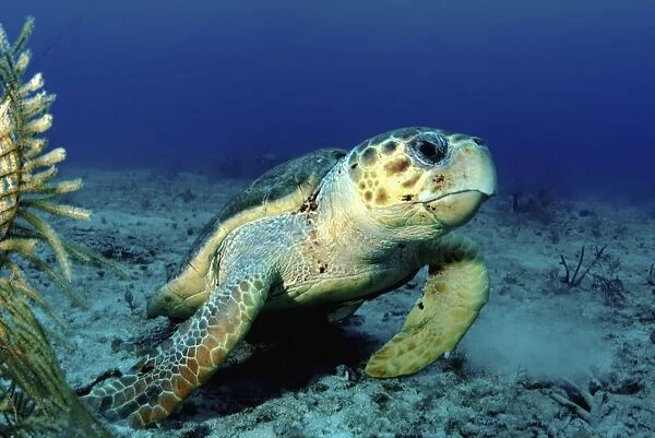 Loggerhead sea turtle, Nassau, The Bahamas