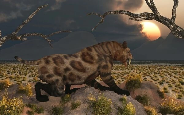 A lone Sabre Tooth Tiger observes the landscape for its next meal