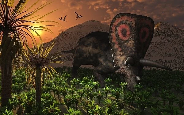 A lone Torosaurus dinosaur feeding on plants