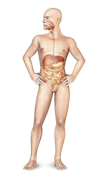 Male body standing, with full digestive system superimposed