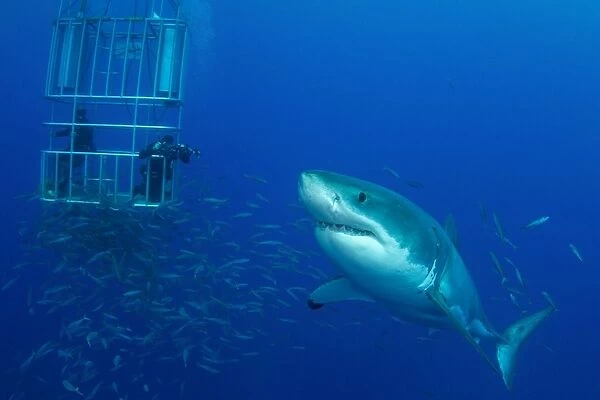 Male great white shark and divers, Guadalupe Island, Mexico