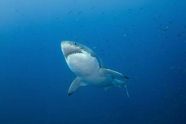 Male Great White Shark, Guadalupe Island, Mexico