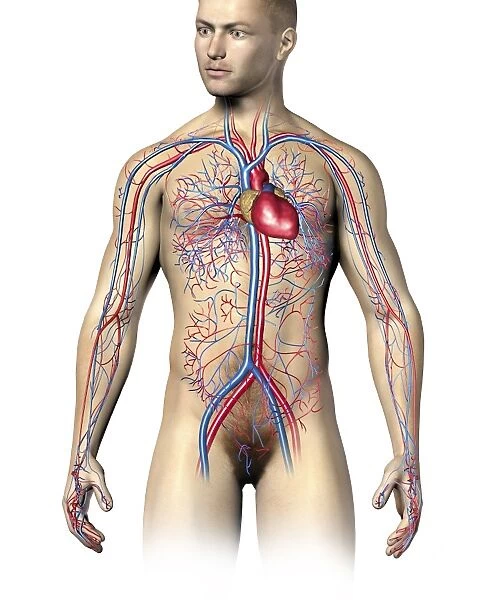 Male human circulatory system, upper body
