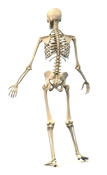 Male human skeleton in dynamic posture, rear view