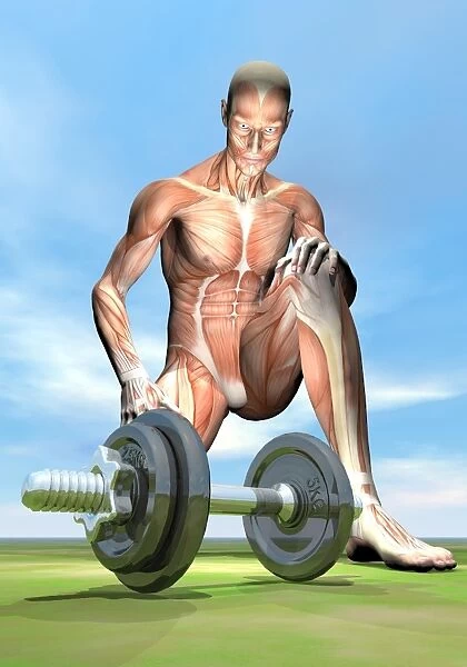 Male musculature looking at a dumbbell on the grass