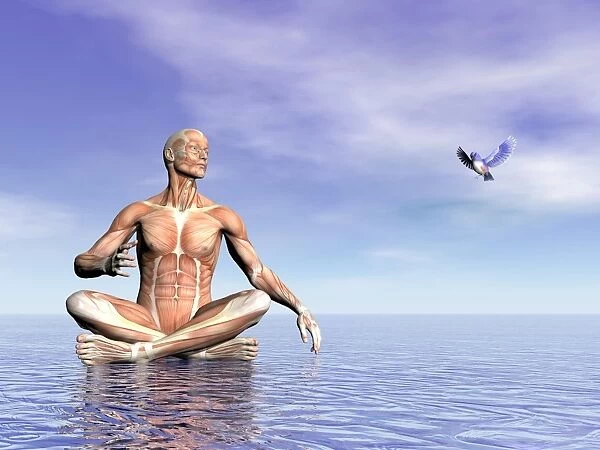 Male musculature in lotus position while looking at a little bird flying