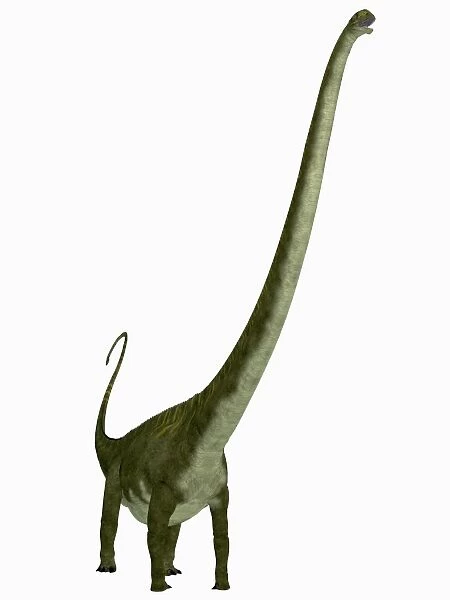 Mamenchisaurus dinosaur