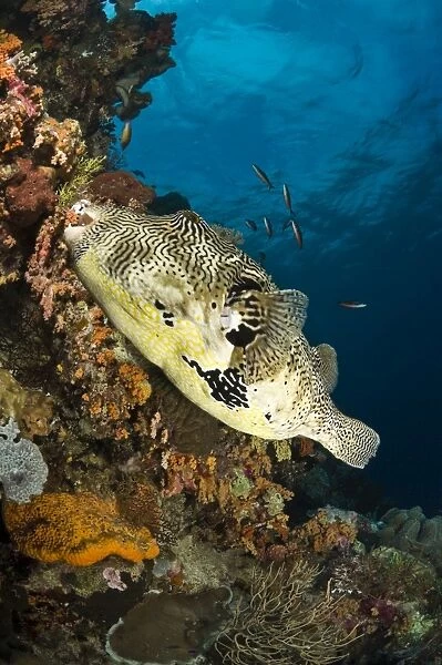Map Pufferfish, Indonesia