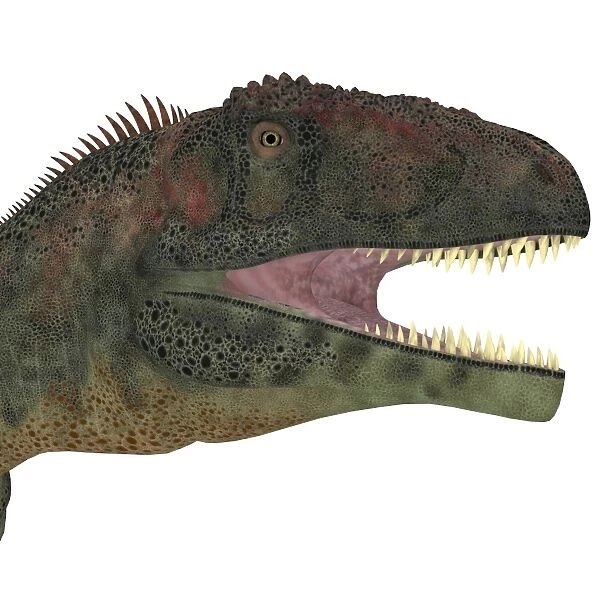 Mapusaurus dinosaur head