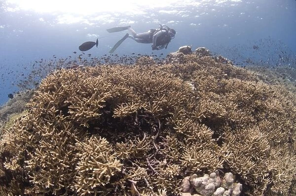 Masses of staghorn coral, Papua New Guinea