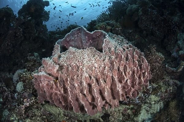 A massive barrel sponge grows n the Solomon Islands
