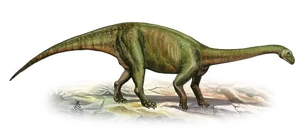 Massospondylus carinatus, a prehistoric era dinosaur