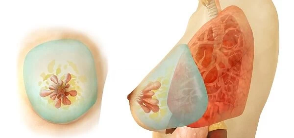 Medical illustration of female breast