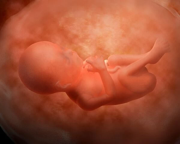 Medical illustration of fetus development at 24 weeks