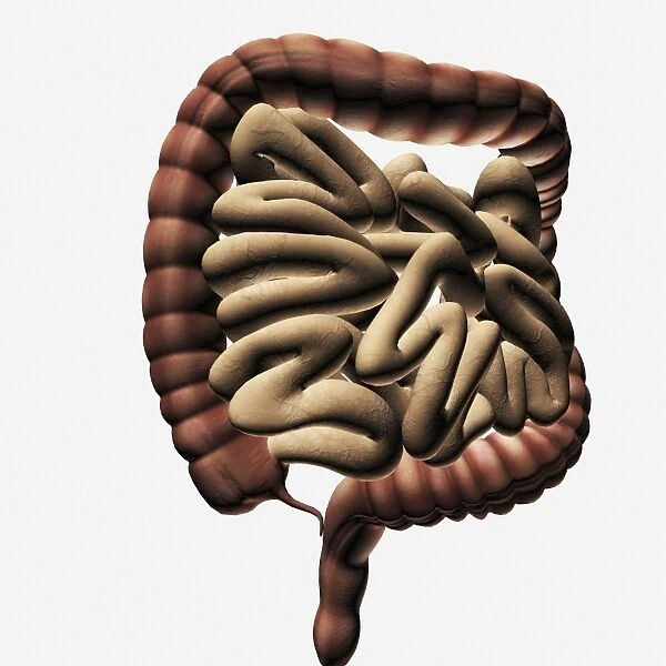 Medical illustration of the large intestine and small intestine