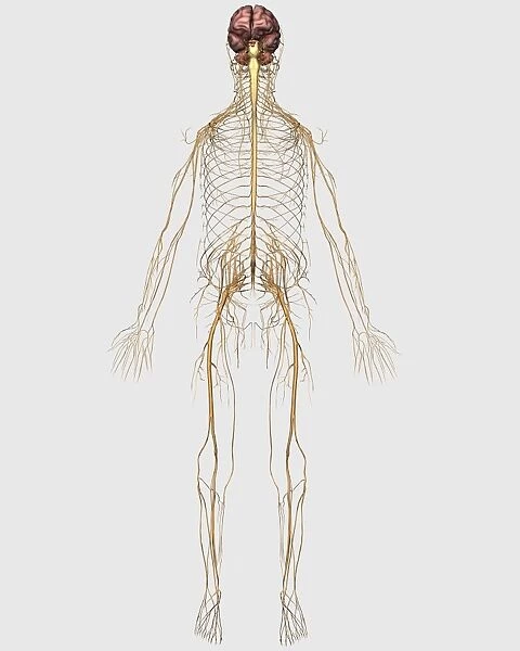 Medical illustration of peripheral nervous system with brain