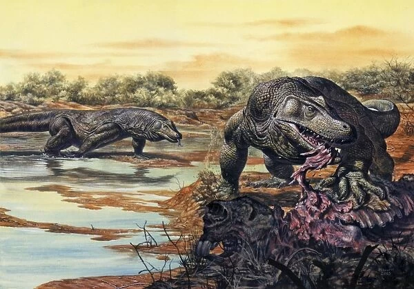 Megalania (giant monitor lizard) eating his prey, Pleistocene Epoch