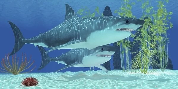 Two Megalodon sharks from the Cenozoic Era