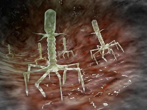 Microscopic view of bacteriophages on the surface of a bacteria