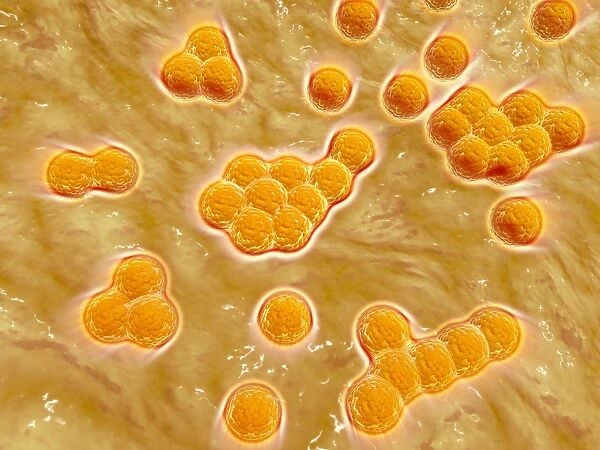 Microscopic view of Methicillin-resistant Staphylococcus aureus