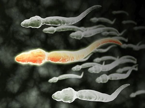 Microscopic view of sperm traveling