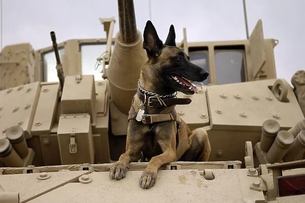 A military working dog sits on a U. S. Army M2A3 Bradley Fighting Vehicle
