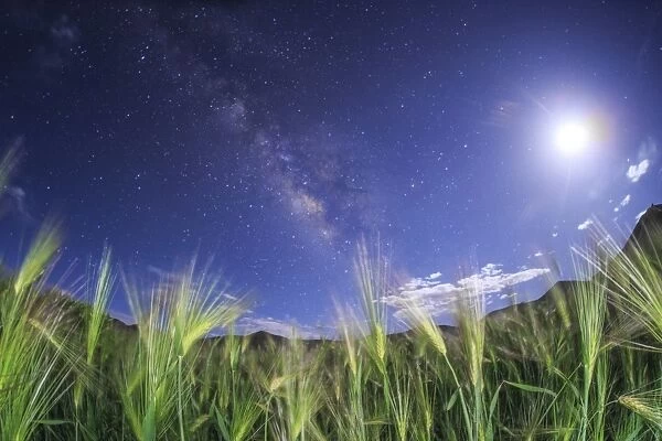The Milky Way shines brightly over a hulless barley field in Tibet, China