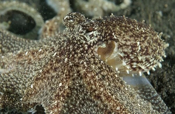 Mimic Octopus head, North Sulawesi, Indonesia