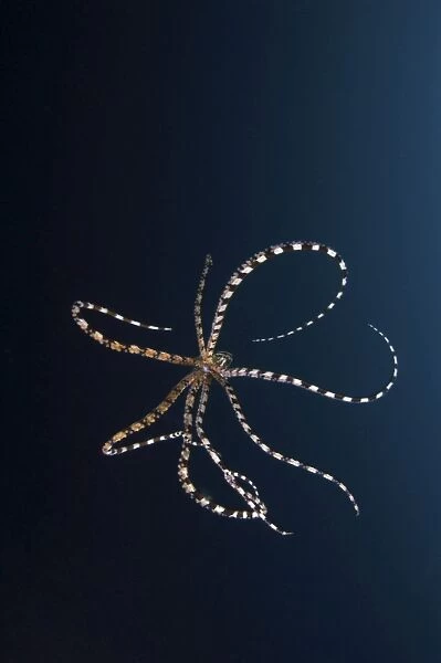 Mimic octopus, North Sulawesi, Indonesia