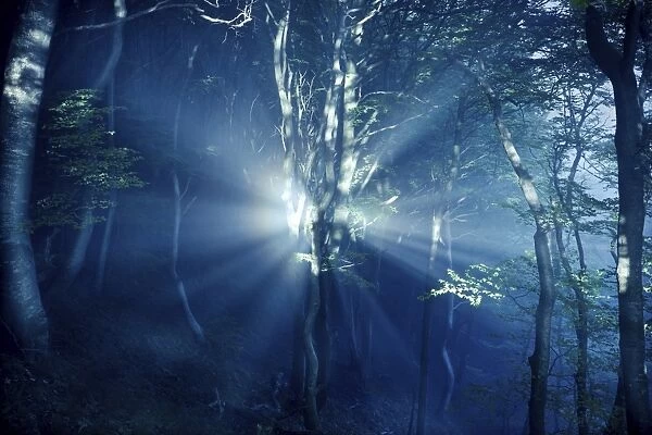 Misty rays in a dark forest, Liselund Slotspark, Denmark