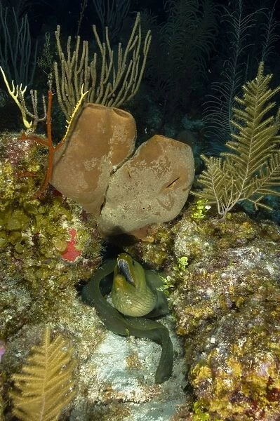 Moray eel, Belize