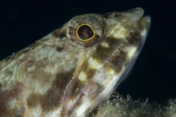 Mouth of a variegated lizardfish, Papua New Guinea