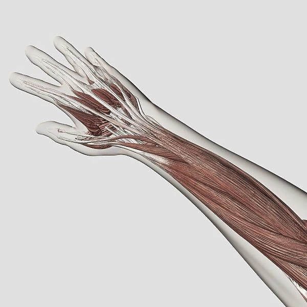 Muscle anatomy of human arm and hand