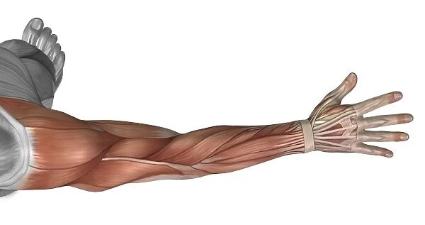 Muscle anatomy of the human arm, posterior view