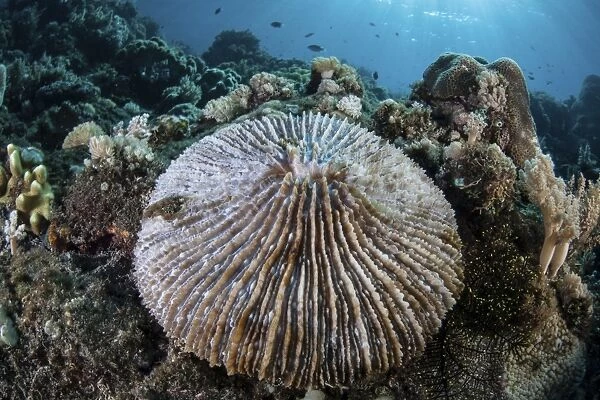 A mushroom coral grows on a reef in Indonesia