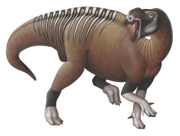 Muttaburrasaurus dinosaur from the Early Cretaceous Period