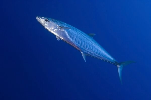 Narrow barred Spanish mackerel in motion, Papua New Guinea