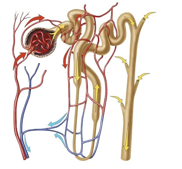 Nephron detail, the functional unit of excretion in the human kidney