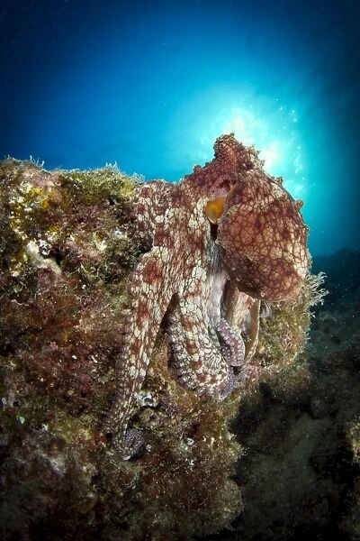 Octopus posing on reef, La Paz, Mexico