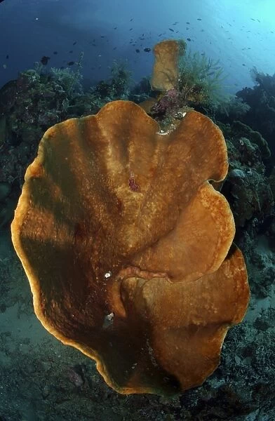 Orange and brown sponge, North Sulawesi, Indonesia