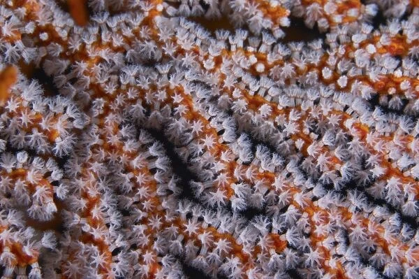 Orange gorgonian sea fan with white polyps, Bali, Indonesia