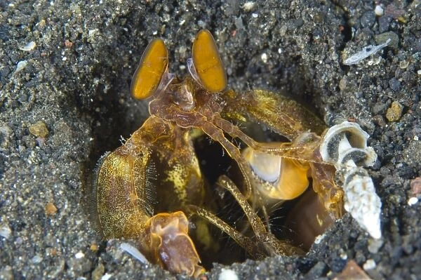 Orange Mantis Shrimp in its burrow, Papua New Guinea