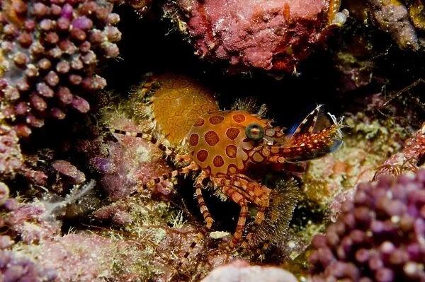 Orange and red spotted shrimp, Indonesia