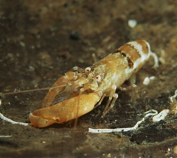 Orange snapping shrimp in coconut shell, North Sulawesi, Indonesia