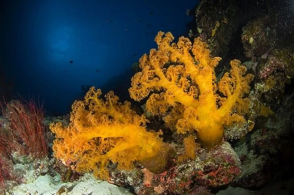 Orange soft coral and sea whip, Australia