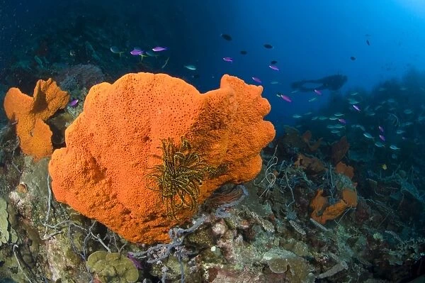 Orange sponge with crinoid attached, Papua New Guinea