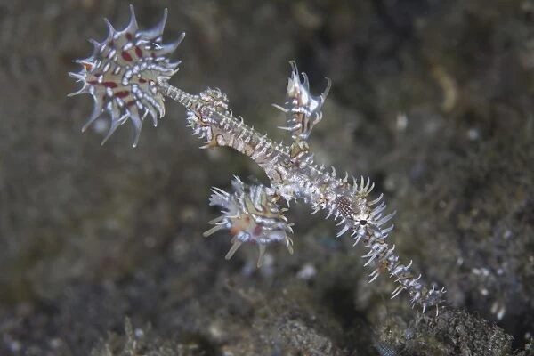 An ornate ghost pipefish in Komodo National Park, Indonesia