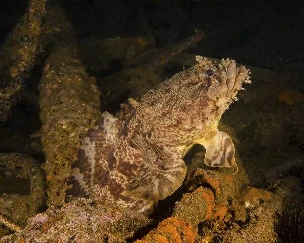 An oyster toadfish sitting inside the USS Indra shipwreck